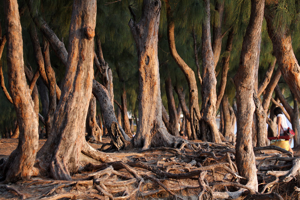 Filao-Bäume / Kasuarinen (Casuarina) 2