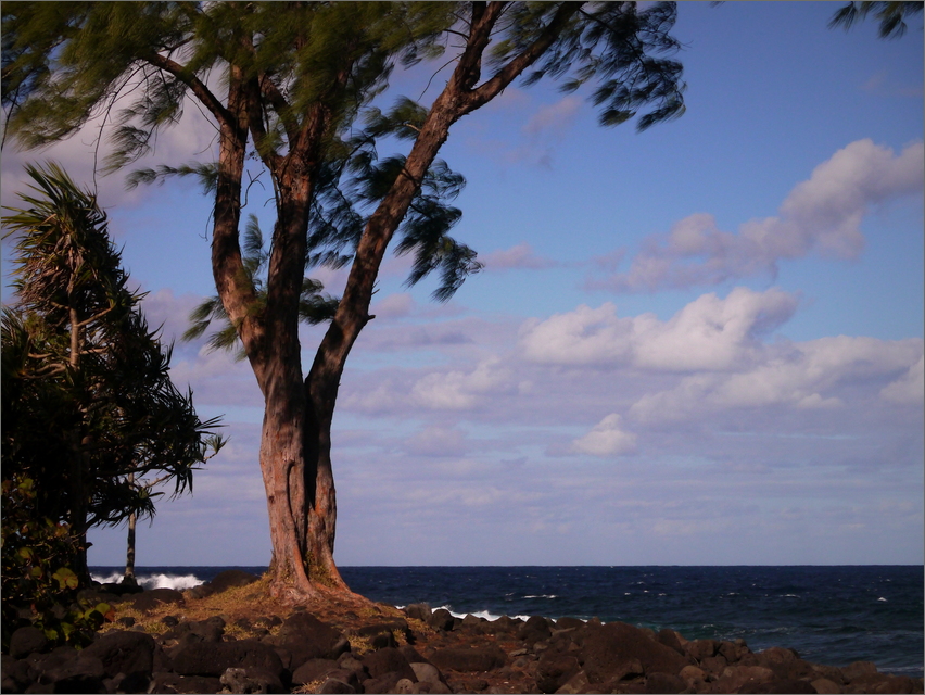 Filaos-Baum in der Bucht...