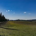 Filare di cipressi in Val D'Orcia