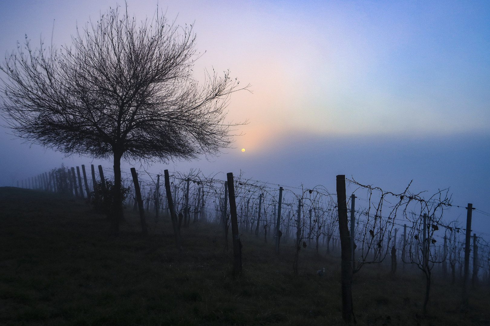 filari di nebbia 