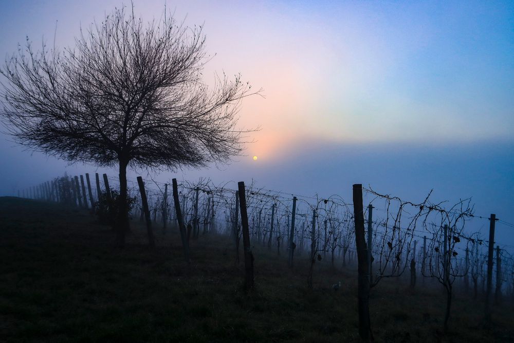 filari di nebbia 