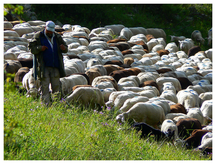 File la laine...