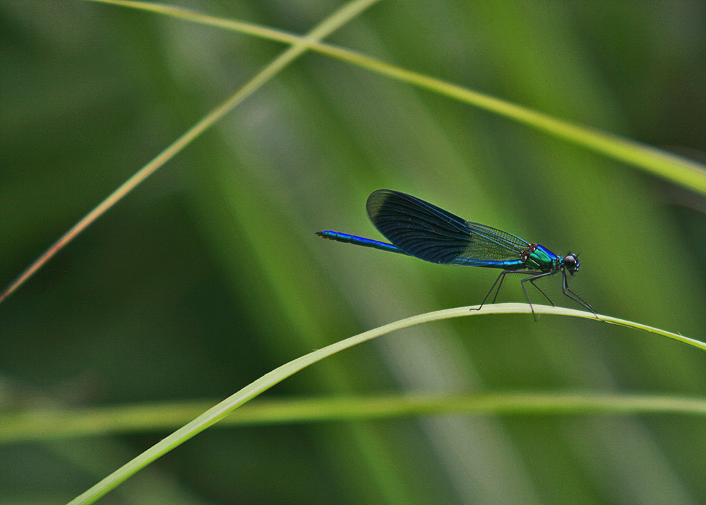 Filigran Foto & Bild tiere, wildlife, libellen Bilder auf