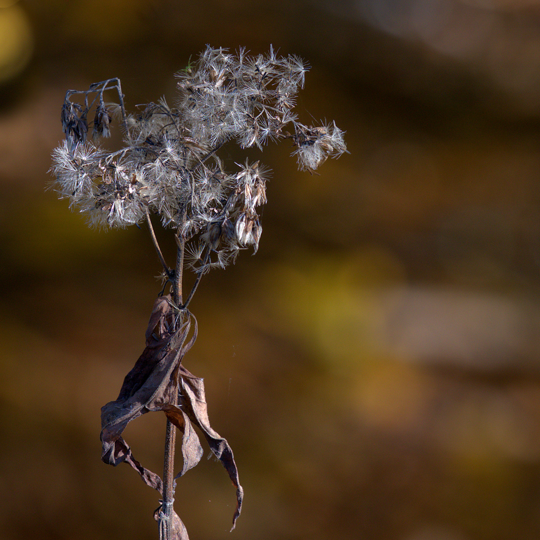 Filigran der Natur