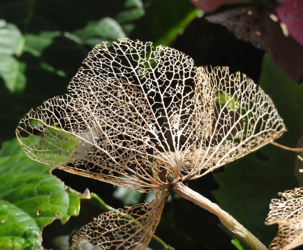 Filigran (Hortensie)