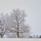 Filigran im Frost