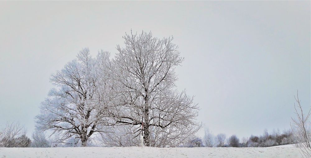 Filigran im Frost