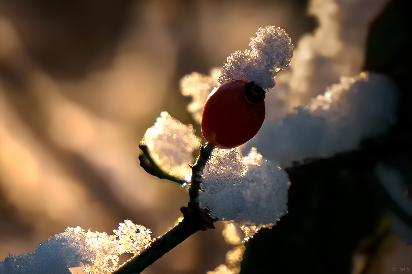 Filigran im Licht