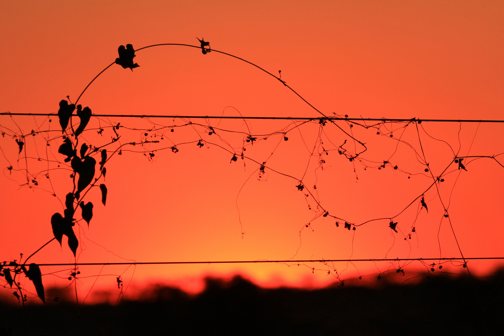 Filigran im Sonnenuntergang