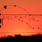 Filigran im Sonnenuntergang