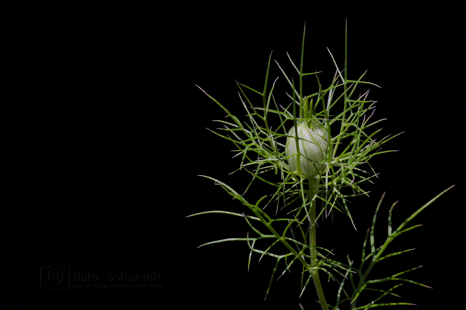 filigran - nigella damascena