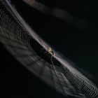 Filigran - Spinne im Netz