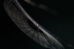 Filigran - Spinne im Netz