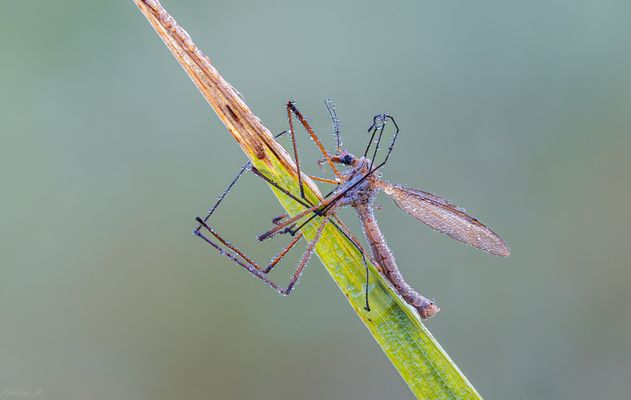 Filigran und zart …