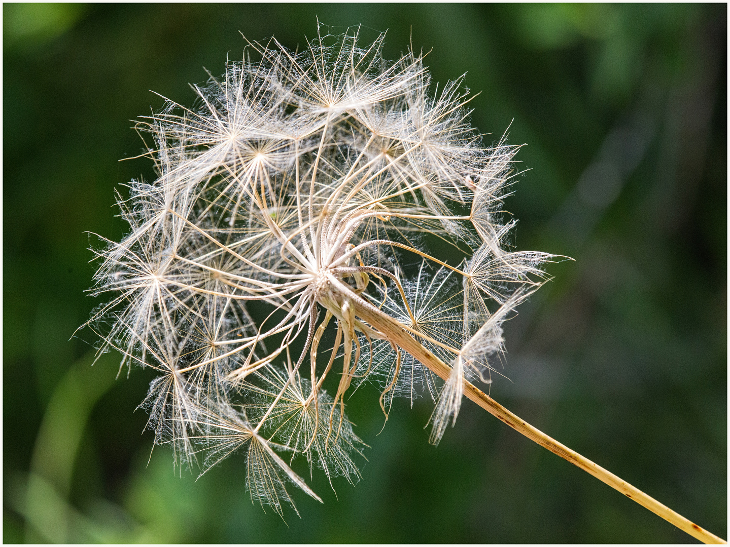 filigran - und ziemlich windempfindlich...