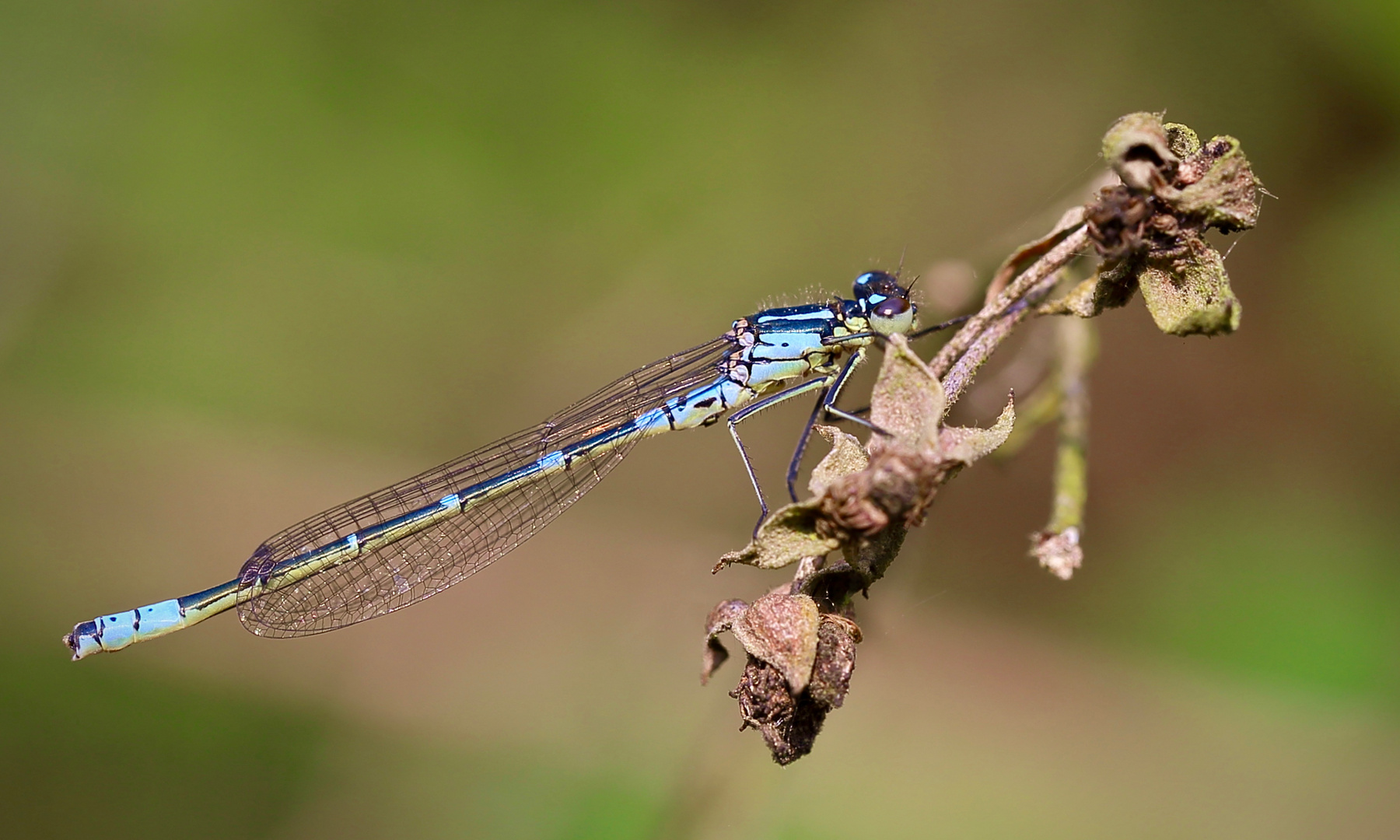 Filigrane blaue Jungfer