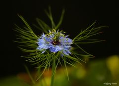 Filigrane blaue Schönheit