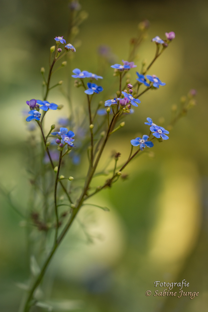 Filigrane Blüten