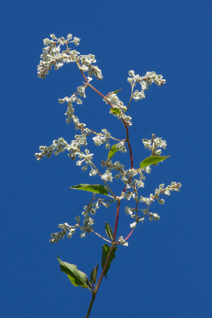 Filigrane Blüten