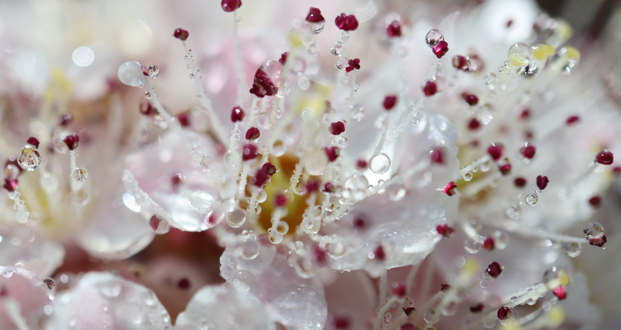 filigrane Blüten im Gegenlicht