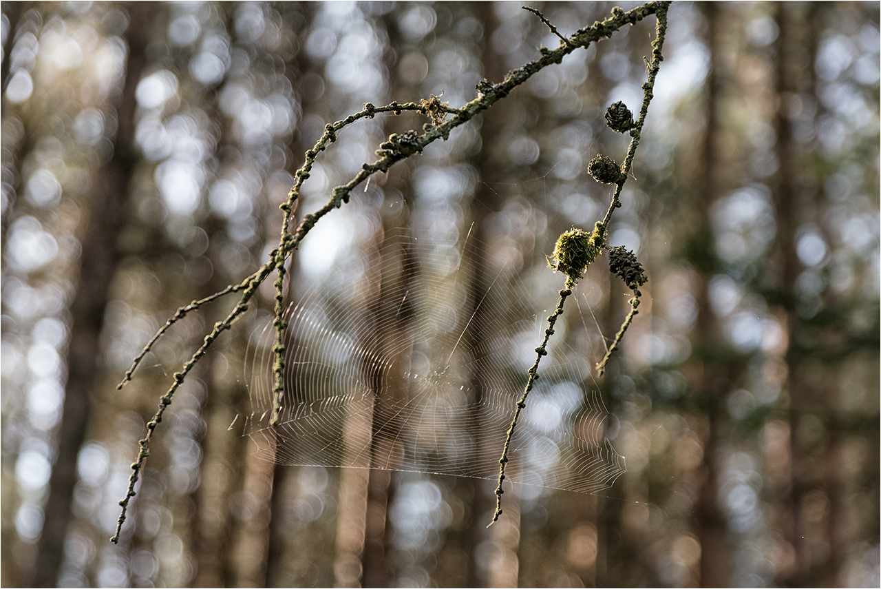 Filigrane Details Foto & Bild baum, natur, knospen Bilder auf