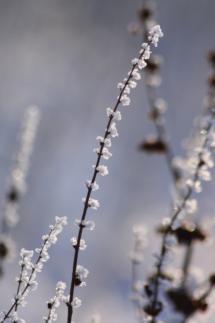 Filigrane Eisblüten