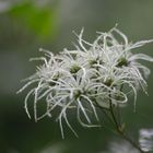 Filigrane Gebilde im Nebel