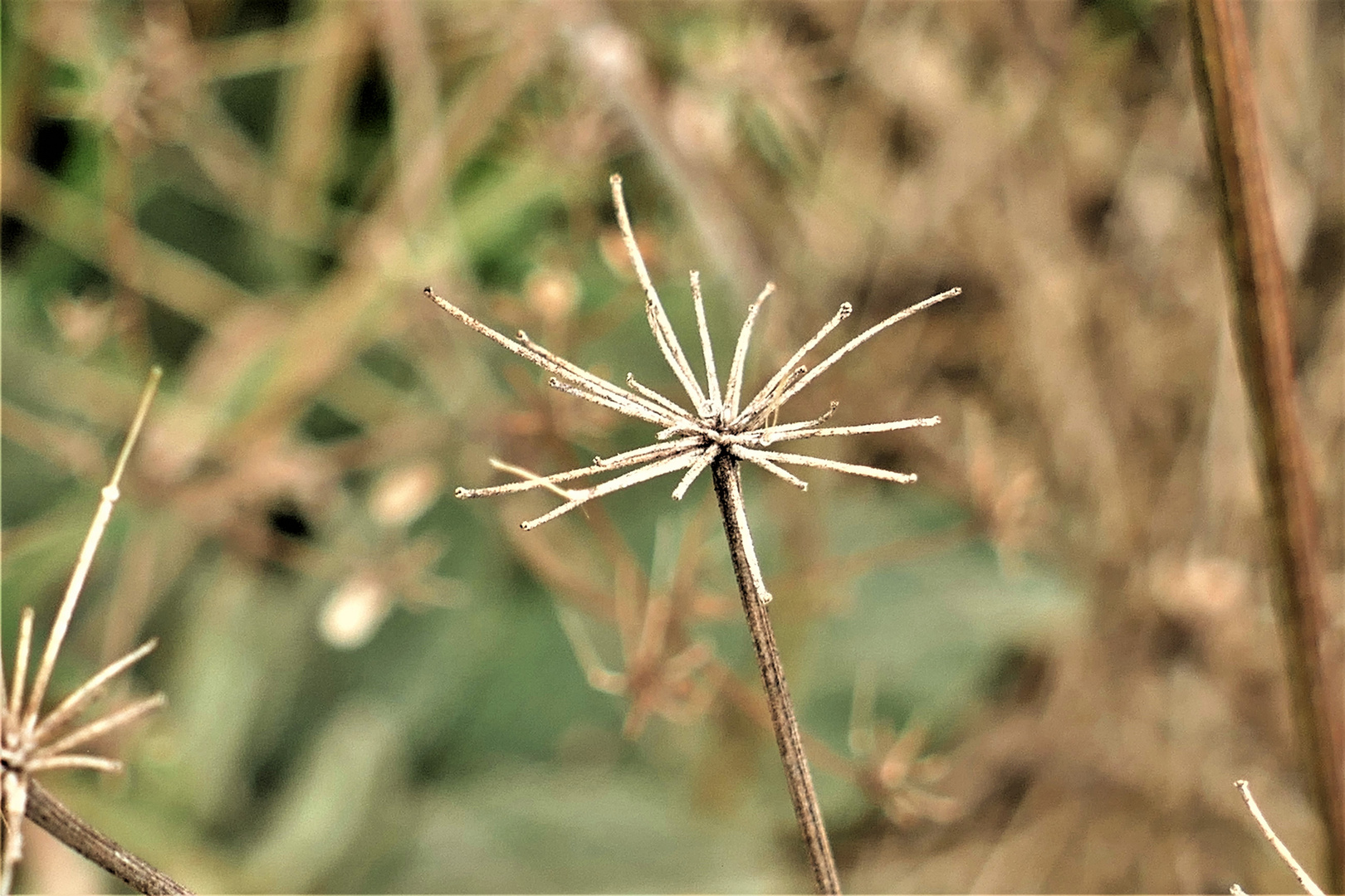 filigrane Herbstschönheit