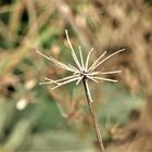 filigrane Herbstschönheit