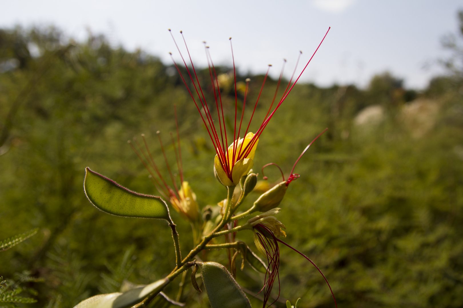 Filigrane Natur