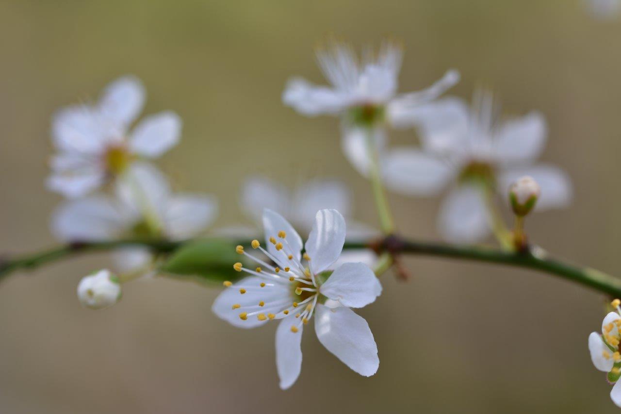 Filigrane Natur