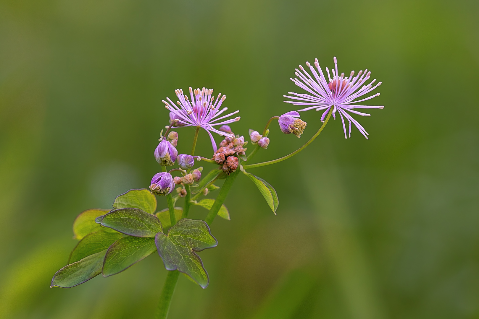 ... Filigrane Natur ...