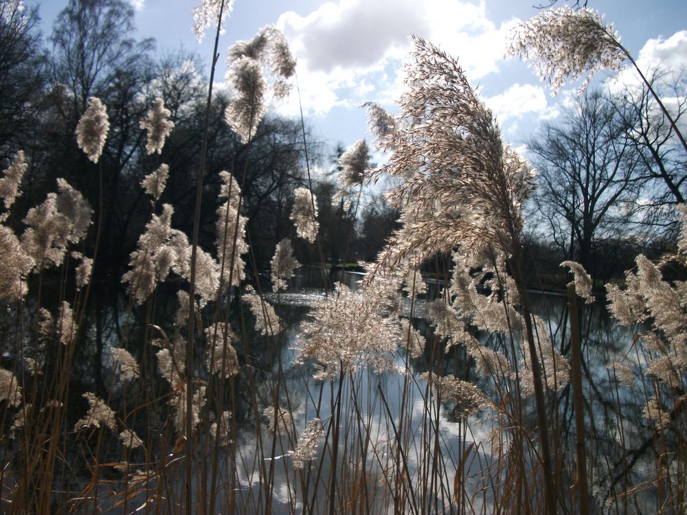 Filigrane Natur im Gegenlicht