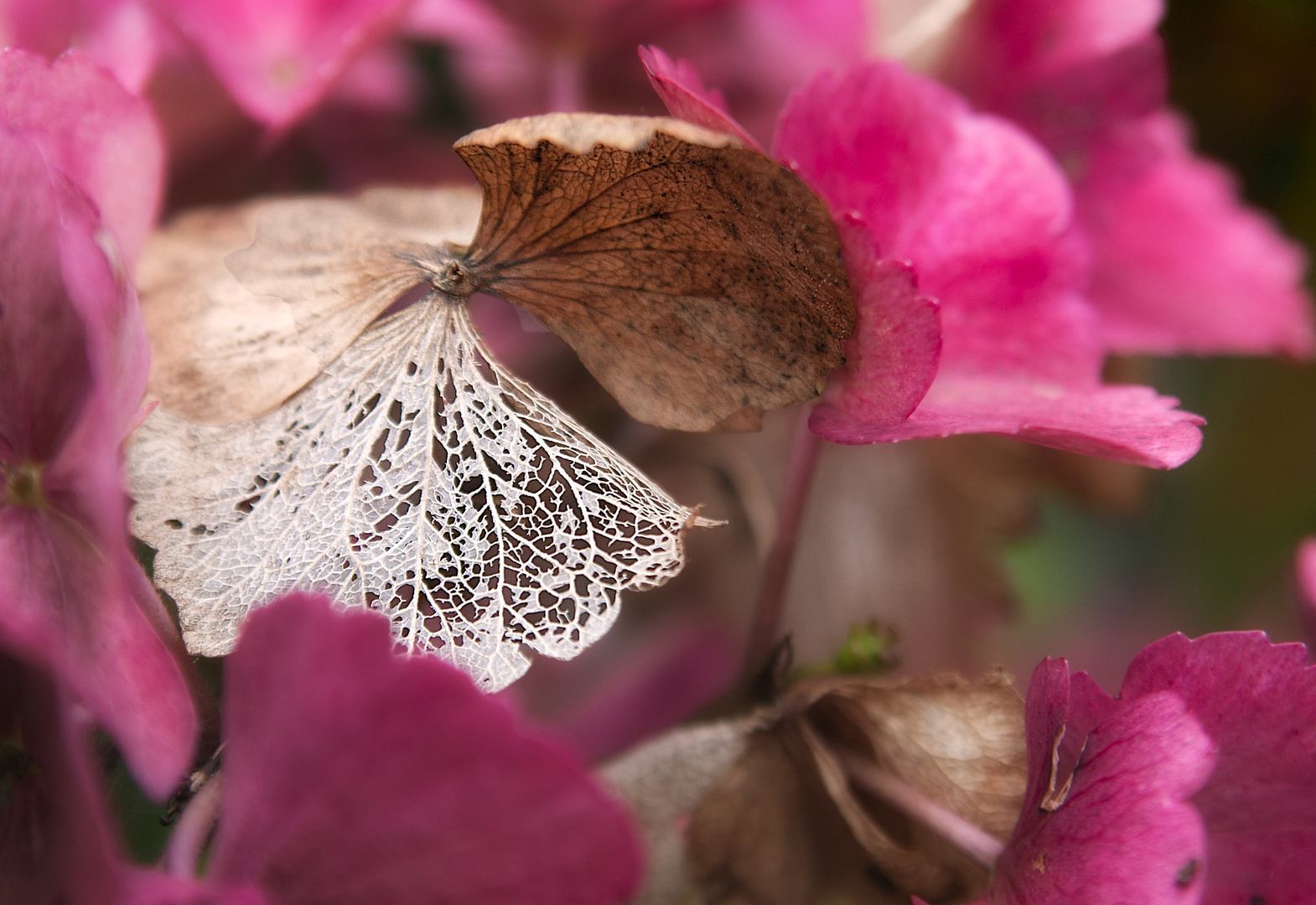 filigrane Naturschönheit