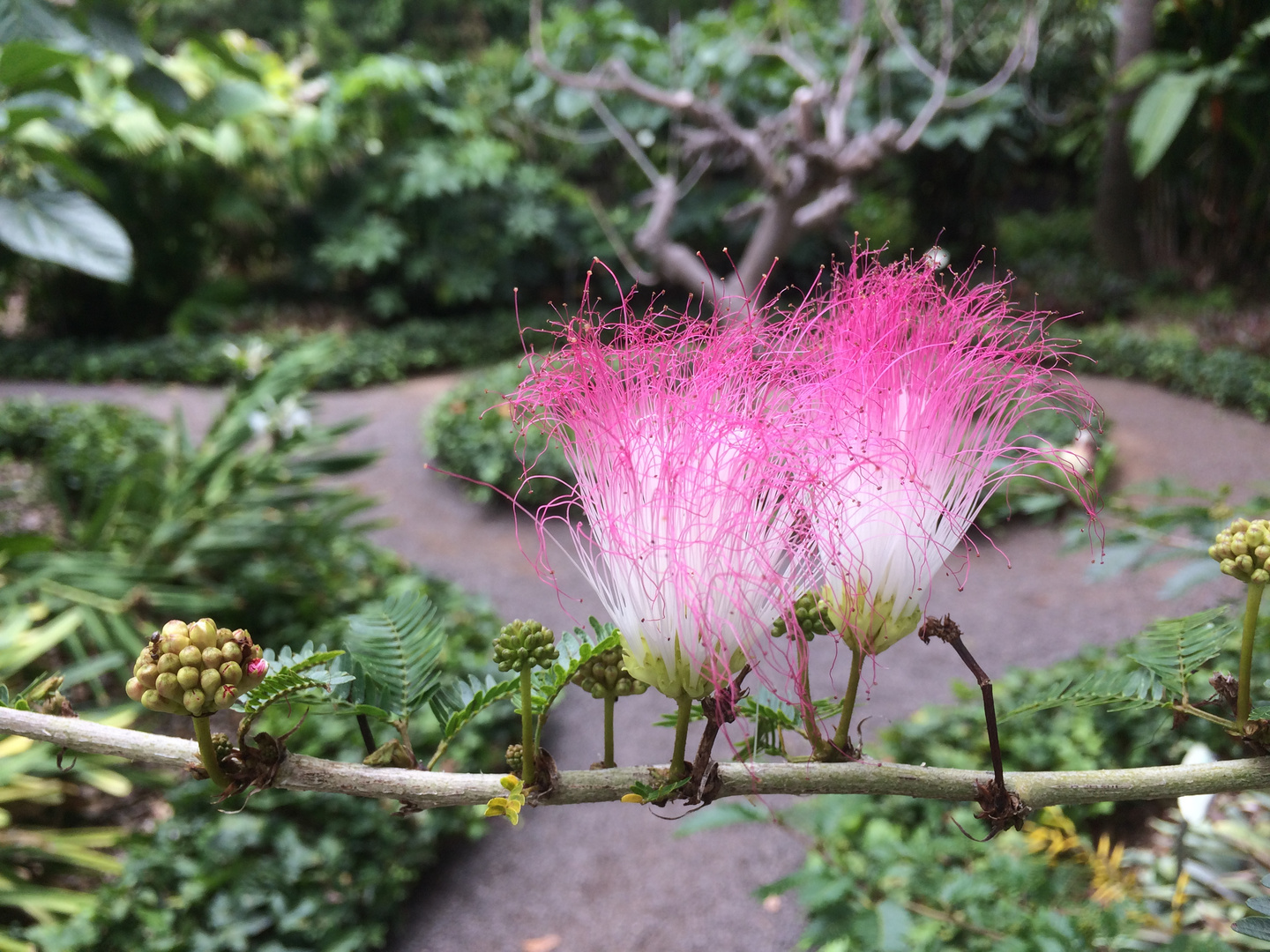 filigrane "Pink-Lady" im Botanischen Garten von Puerto de la Cruz