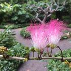 filigrane "Pink-Lady" im Botanischen Garten von Puerto de la Cruz
