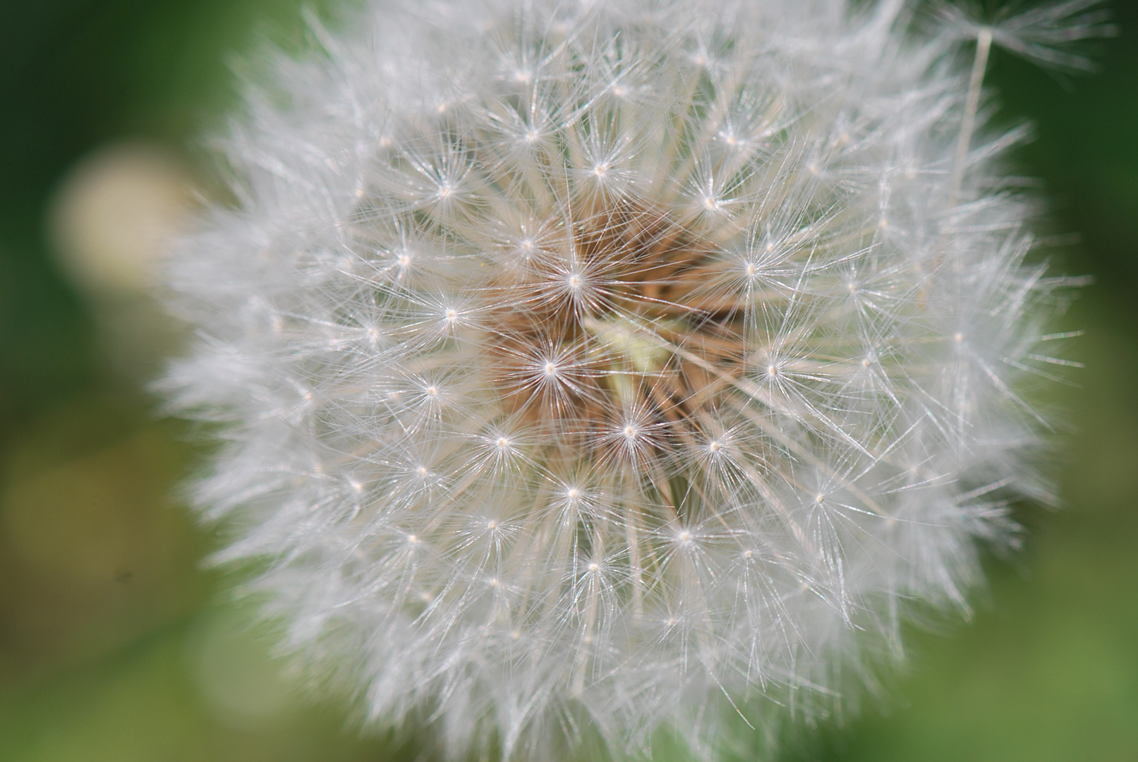 filigrane Pusteblume