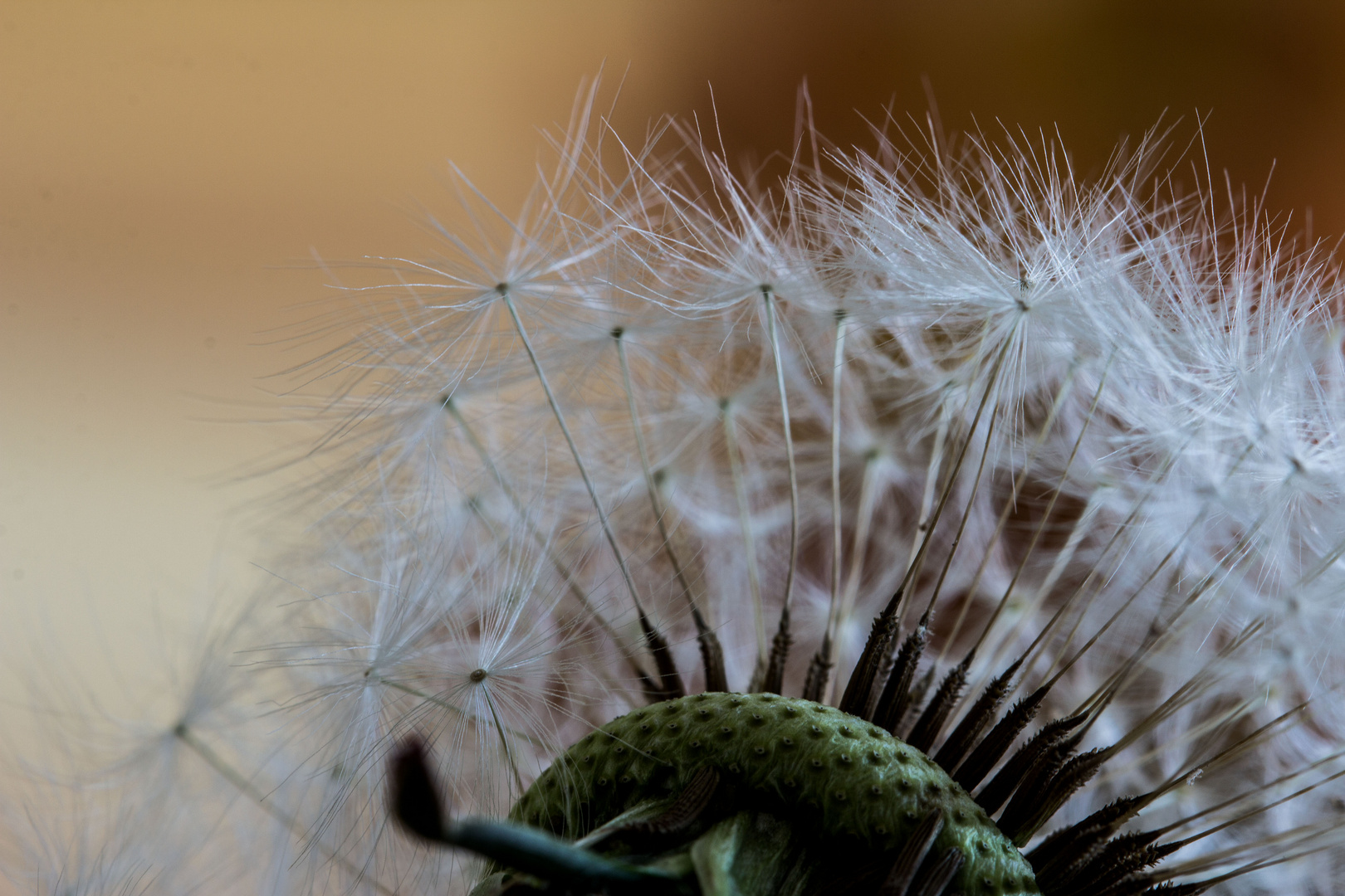 Filigrane Pusteblume