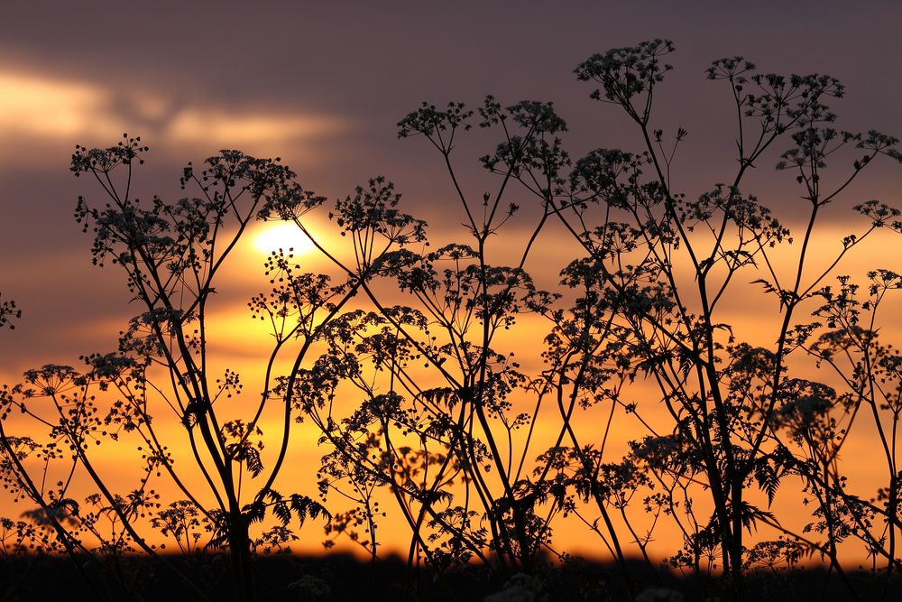 Filigrane Schatten im Sonnenaufgang