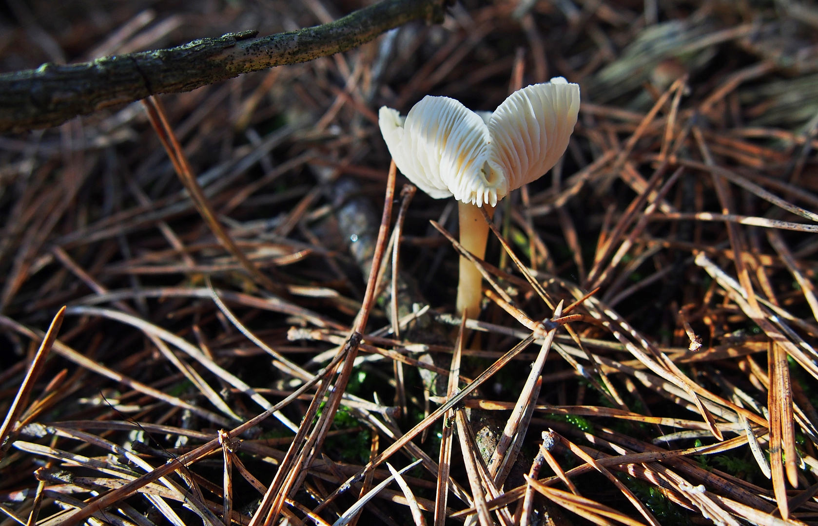 Filigrane Schönheit