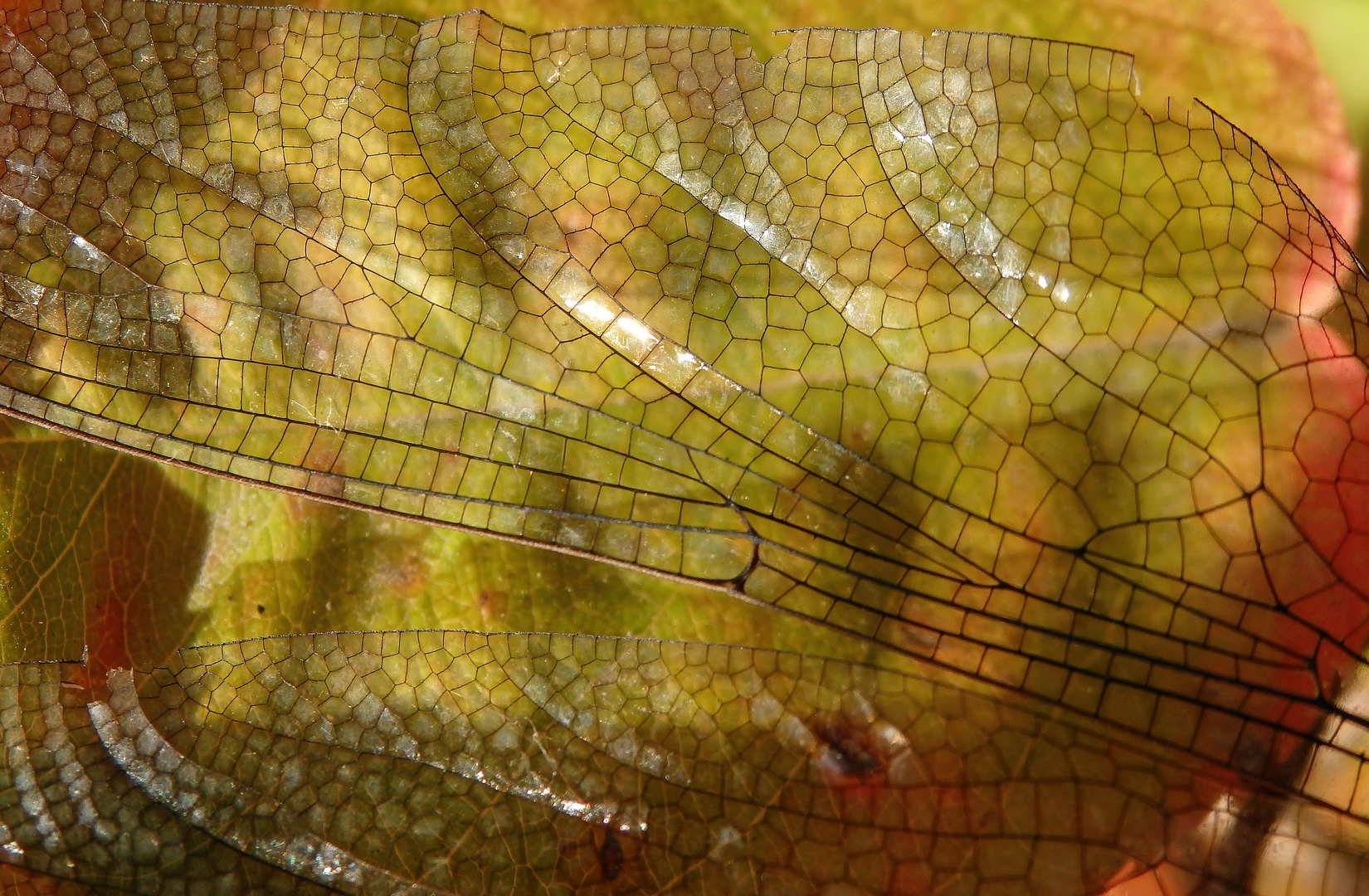 Filigrane Schönheit - die Flügel der Mosaikjungfer