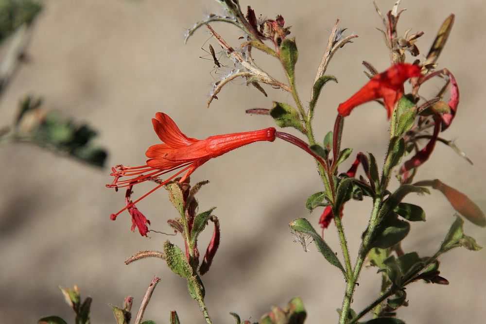 Filigrane Schönheit: "Hummingbird Trumpet" ( Epilobium canum ssp. canum)...