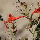 Filigrane Schönheit: "Hummingbird Trumpet" ( Epilobium canum ssp. canum)...