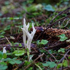 Filigrane Schönheit (Korallenpilz)