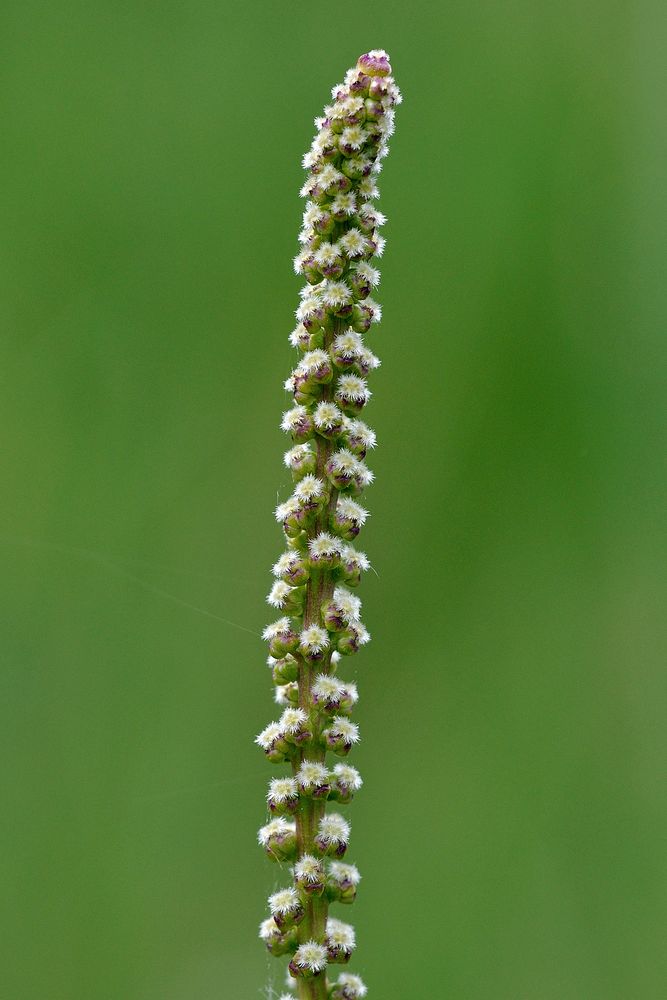 Filigrane Schönheit: Strand-Dreizack (Triglochin maritima)