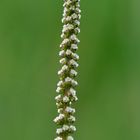 Filigrane Schönheit: Strand-Dreizack (Triglochin maritima)