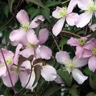 Filigrane Schönheiten - Clematis