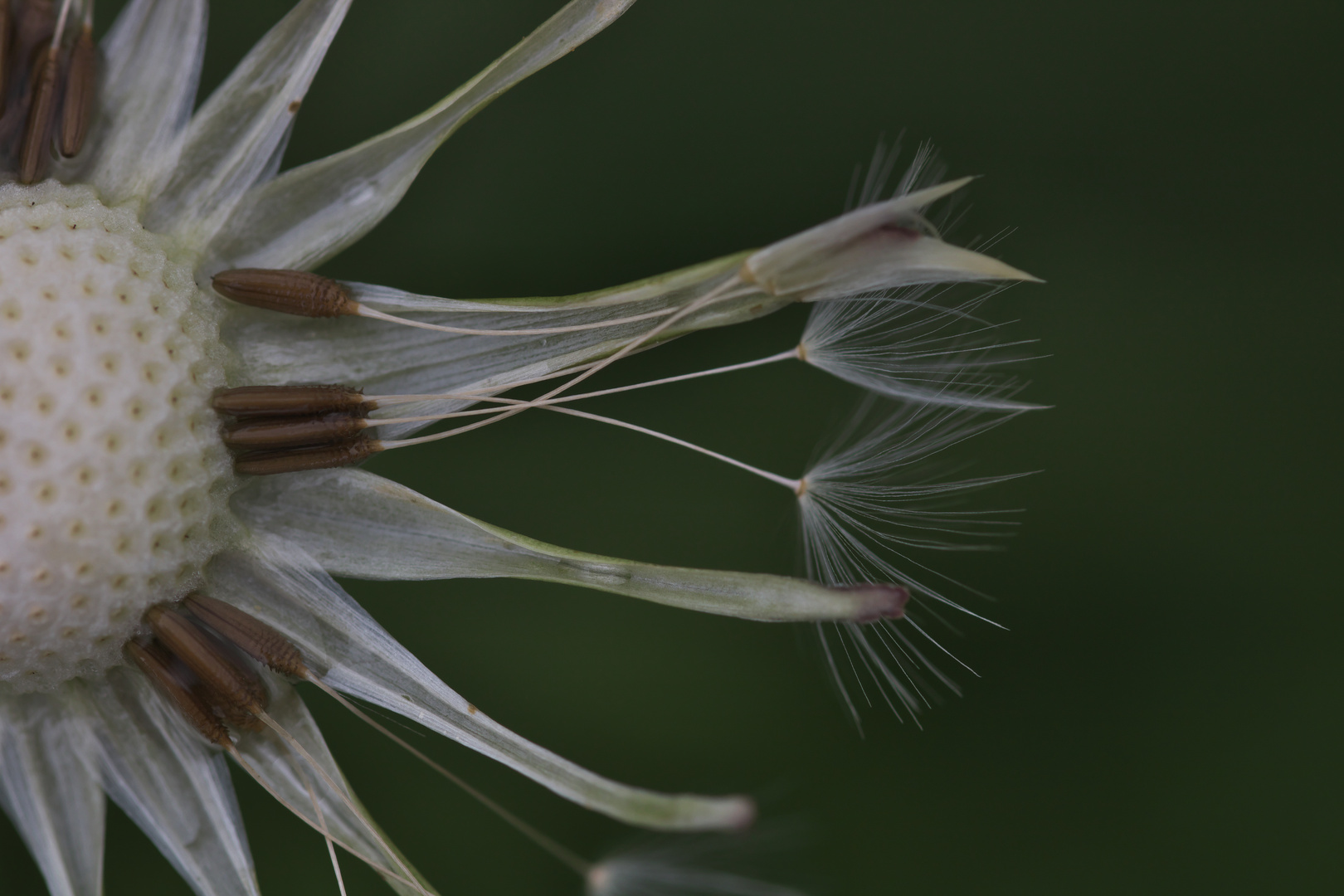 Filigrane Strukturen der Natur