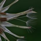 Filigrane Strukturen der Natur