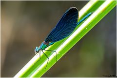 Filigrane Tragfläche .... 